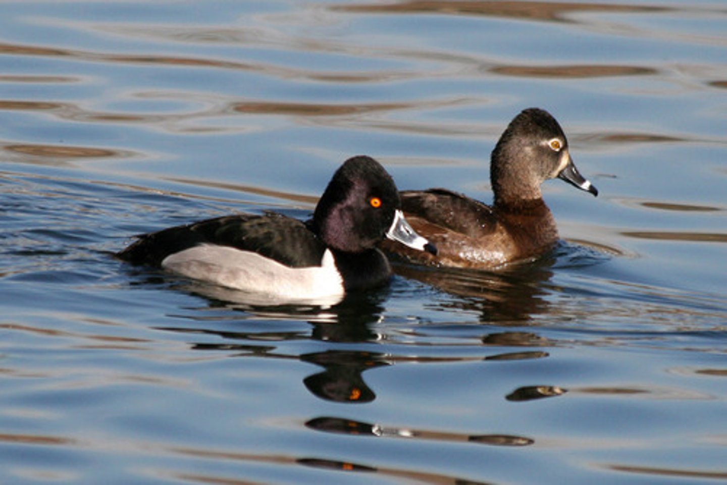 <p>Anseriformes</p><p>Anatidae</p>