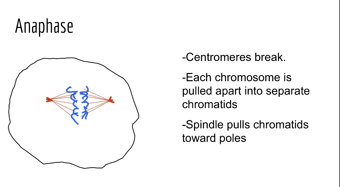 <p>Centromeres split, and sister chromatids are pulled toward opposite poles of the cell. (4th step)</p>
