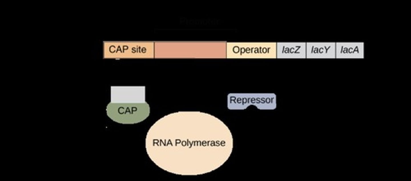 <p>An operon in E. coli that involves lactose metabolism, expressed only when lactose is present and glucose is absent.</p>