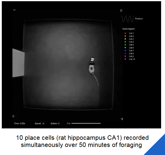 <ul><li><p>plaatscellen</p><ul><li><p>= neuronen in CA1- & CA3-regio’s in hippocampus</p></li><li><p>vuren selectief wanneer dier of mens een specifieke locatie binnen zijn omgeving inneemt → zo wordt een interne ruimtelijke kaart gecreëerd voor nauwkeurige navigatie</p></li></ul></li></ul><p></p>