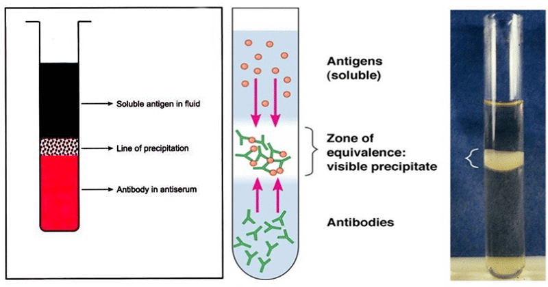 <p>Porous strips containing antibodies that show a colored band when a positive antigen flows through it.</p>