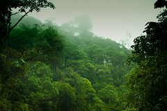 forest; jungle; woods