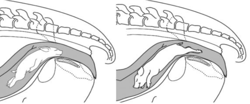 <p>Cranial presentation (head first) or caudal presentation (rear legs first)</p>