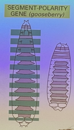 <p>each pair-rule segment is itself polar (anterior/posterior side to each). in this mutation, one half of each segment is affected (i.e. the posterior end of each segment is missing). i.e. gooseberry</p>