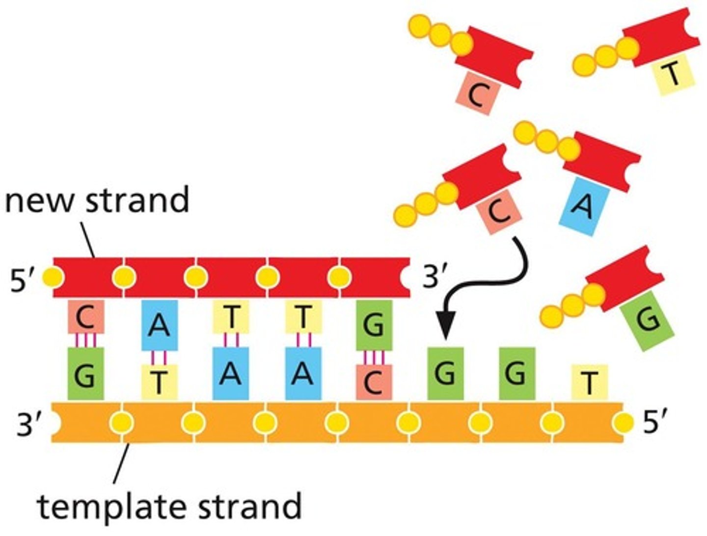 <p>Each strand of DNA serves as a template for a new complementary strand</p>