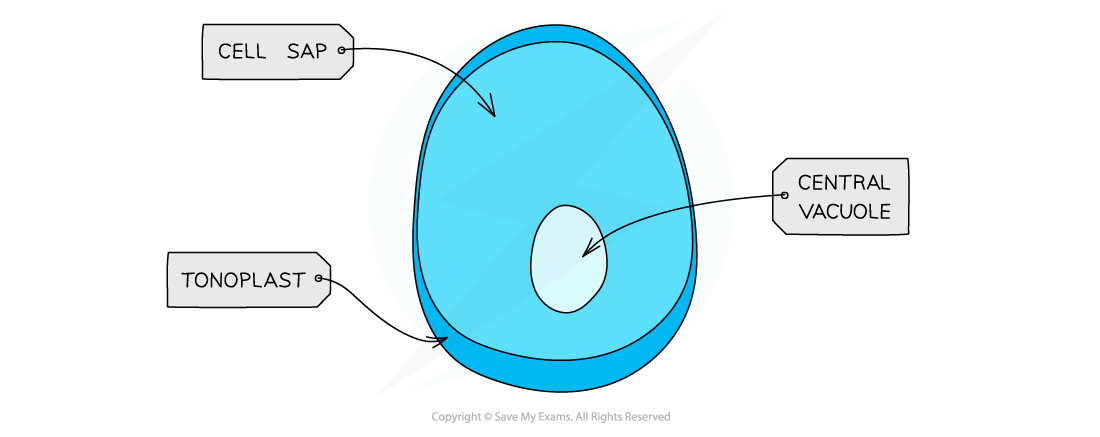 <p>vacuoles</p>