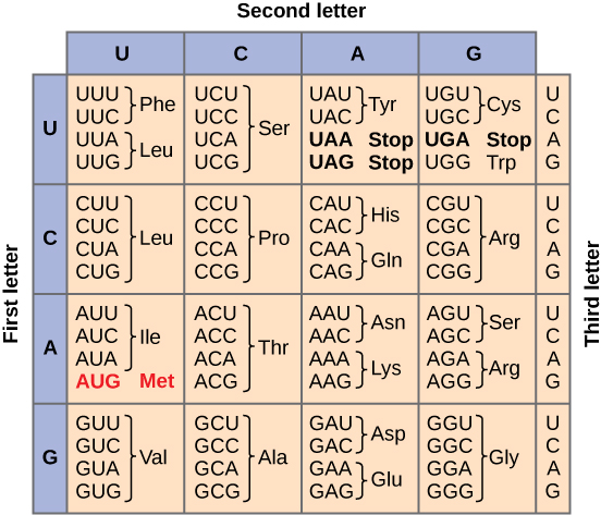 <p>3-base code on mRNA that codes for a specific amino acid</p>