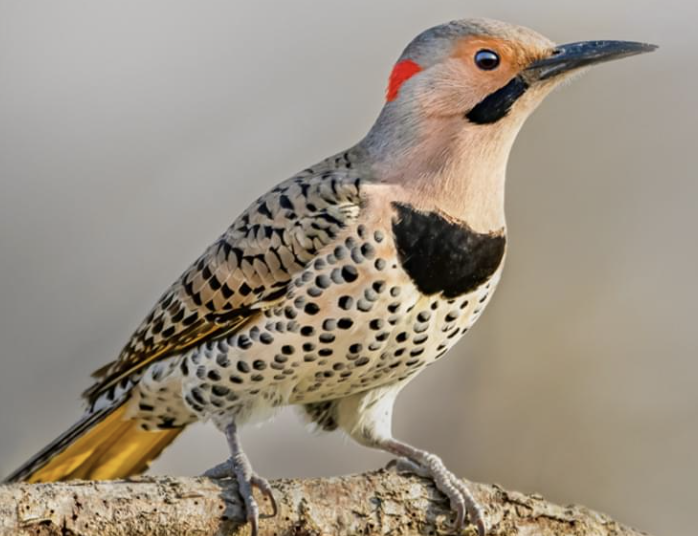 <p>Large, brownish woodpecker with black barring on the back and black spots on the belly. Bright white rump, black crescent on breast. wings and tail flash yellow or red.</p>