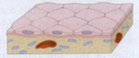 <p>Simple squamos (simpel plade); flade kerner</p>