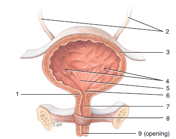 <p>9</p>