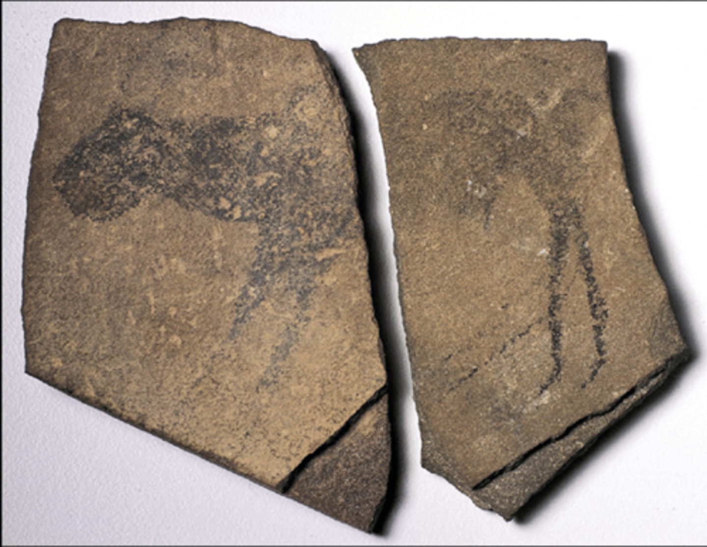 <p>25,000 BCE; charcoal on quartzite, a zoomorphic animal shape, product of human creativity + imagination, may be evidence of shamanistic beliefs, animals were part of the environment, considered mobility art (small scale prehistoric art that can be moved) </p>