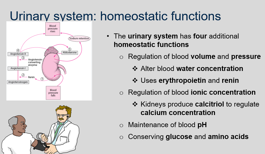 The urinary system regulates blood volume and pressure by altering blood water concentration through the production of urine. 