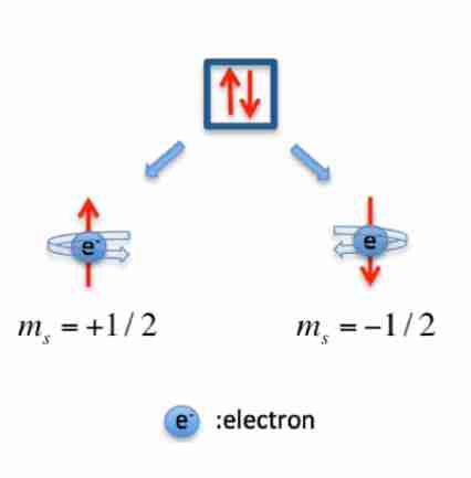 <p>Spin Quantum Number (ms)</p>