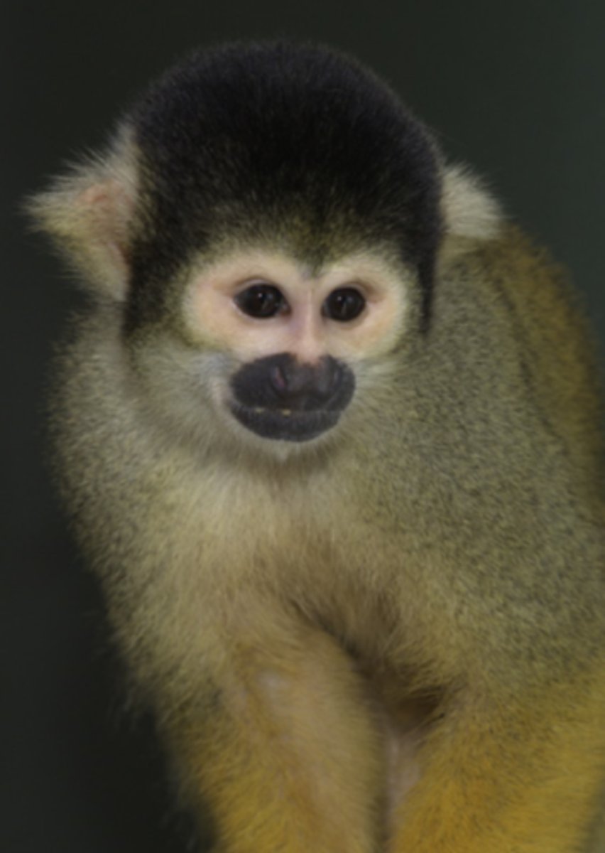 <p>squirrel monkey</p>