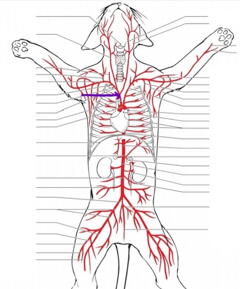 <p>identify the artery</p>