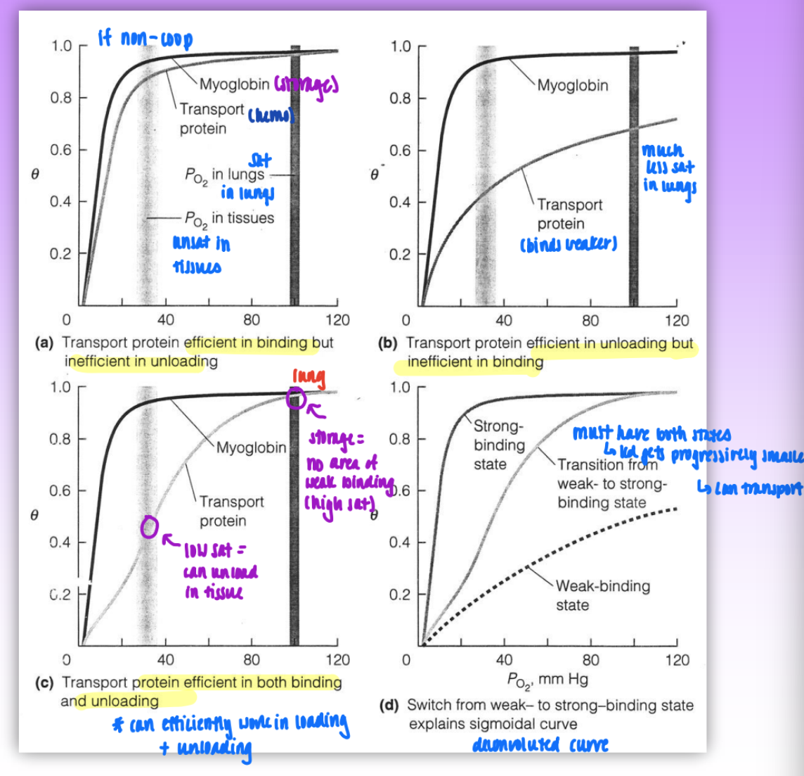<ul><li><p>situation 1: both hemo and myo are non-coop</p><ul><li><p>transport protein efficient in binding but inefficient in unloading</p></li><li><p>O2 is too tightly bound = hemo cannot unload after transfer</p></li></ul></li><li><p>situation 2: transport protein binds weaker but still non-coop</p><ul><li><p>transport prot efficient in unloading but inefficient in binding</p></li></ul></li><li><p>situation 3: sigmoidal curve transport protein binding</p><ul><li><p>at low O2 sat (ie in the tissues) = low binding of O2 to hemo</p><ul><li><p>able to unload</p></li></ul></li><li><p>at high O2 sat (ie in lungs) = strong binding</p><ul><li><p>able to load/store O2</p></li></ul></li><li><p>transport protein efficient in both binding and unloading</p></li></ul></li></ul><p></p>