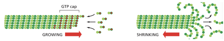 <p>individual microtubules can alternate between a period of growth & period of rapid disassembly</p><ul><li><p>microtubules depolymerize ~100x faster from an end containing GTP-tubulin</p></li><li><p>a GTP cap favors growth, but if its lost, then depolymerization ensues</p></li></ul><p></p><p>predominates treadmilling in microtubules</p>