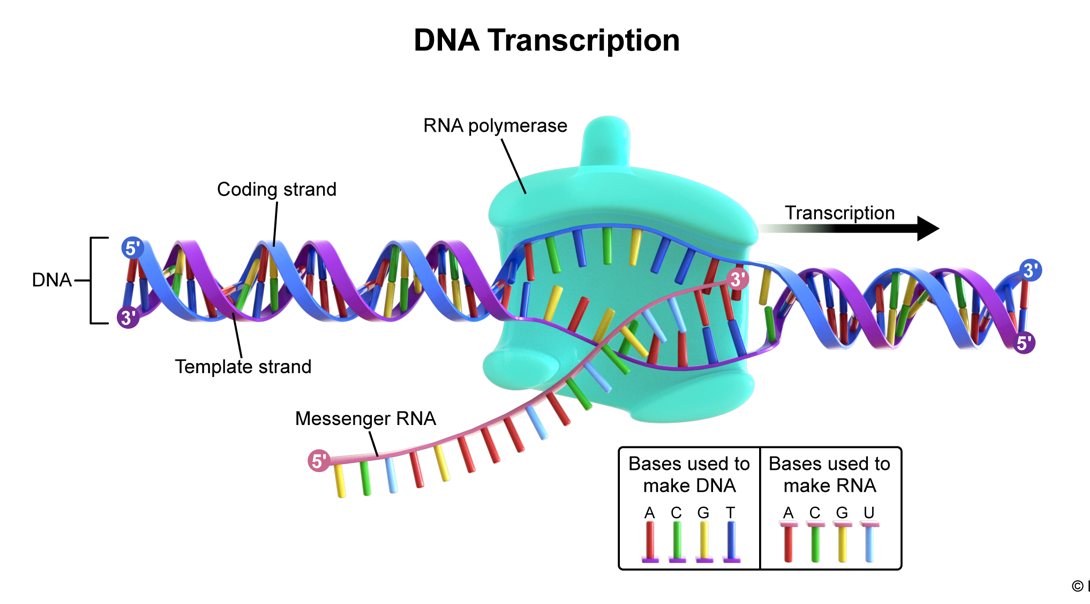 <p><strong>RNA polymerase | synthesizes mRNA from a DNA template; three steps in transcription:</strong></p><ol><li><p>initiation: promoter sequence next to the gene attracts RNA polymerase to transcribe the gene</p></li><li><p>elongation: a transcription bubble forms; RNA polymerase synthesizes mRNA in the 5’—&gt;3’ direction</p></li><li><p>termination: termination sequence (terminator) signals RNA polymerase to stop transcribing the gene</p></li></ol><ul><li><p>mRNA is then translated into a protein by ribosomes</p></li></ul><p></p>