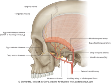 <p><mark data-color="yellow" style="background-color: yellow; color: inherit">Superficial temporal artery &amp; maxillary artery</mark></p>