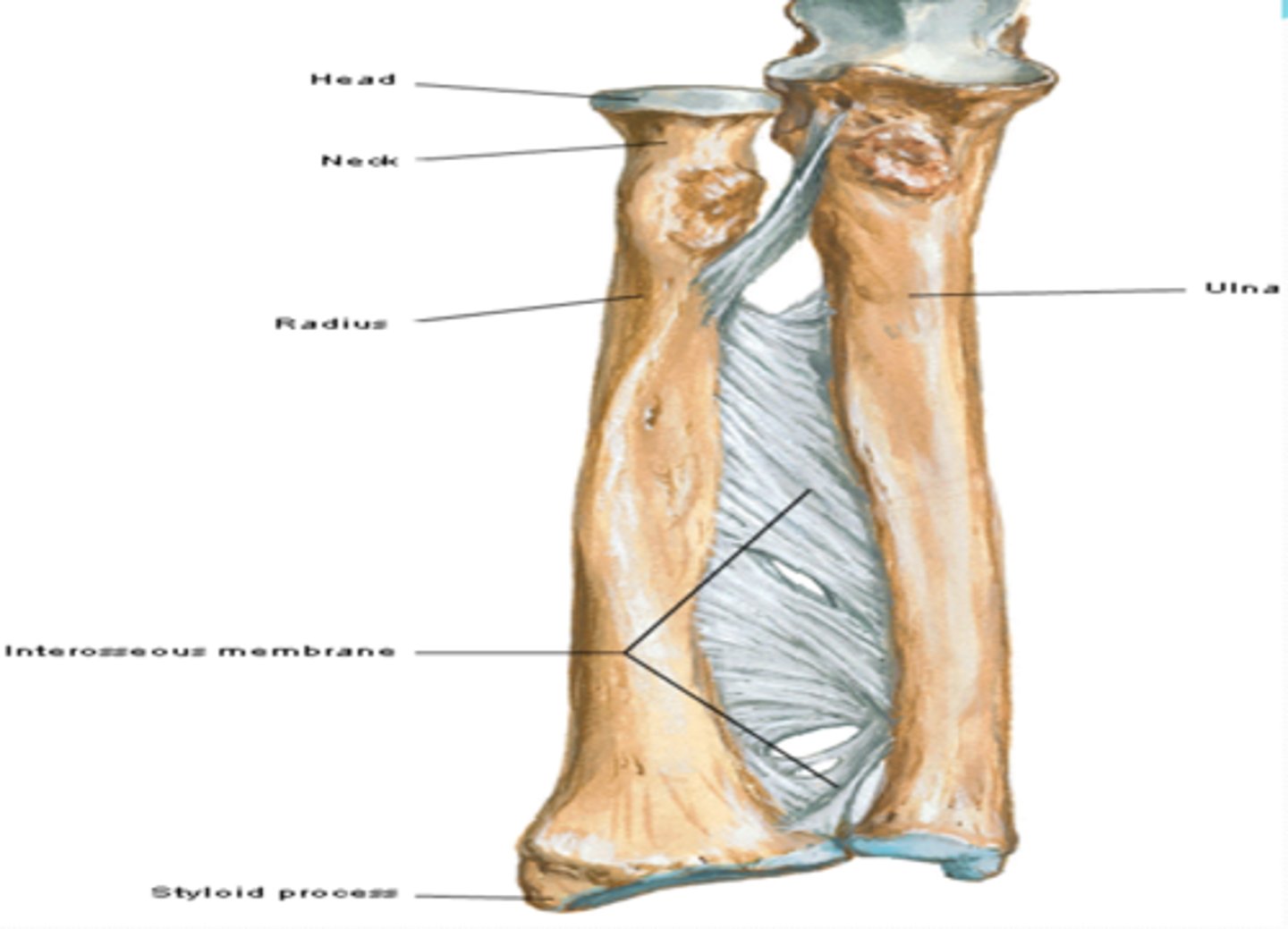 <p>inferior to head</p>