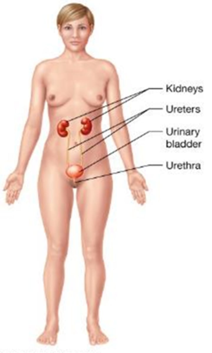 <p>Which body system removes metabolic wastes from the blood, regulates fluid, electrolytes, and pH balance, and stimulates blood cell production?</p><p>A) Respiratory system</p><p>B) Urinary system</p><p>C) Digestive system</p><p>D) Endocrine system</p>