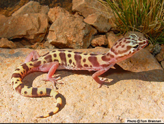 <p>Washington Co. • To 7.5cm SVL • Cream colored dorsum with darker bands • Darker bands can break up to form reticulations in adults • Can be found under temporary hides with scorpions (Centroides sp.) - Likely coincidental (i.e., it was a good place to hide)</p>