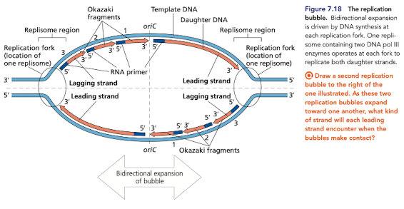 <p>DNA pol III carries out the 5’ to 3’ synthesis of the other daughter strand in the <strong><em>opposite direction </em></strong>to the movement of the replication fork </p><ul><li><p>strands are elongated, in short segments, each of which is intiated by a RNA primer</p></li></ul>