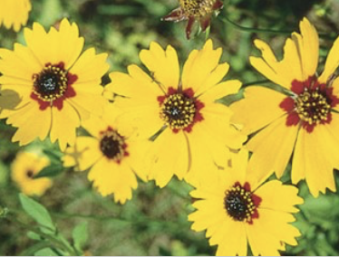 <p>What is this? </p>