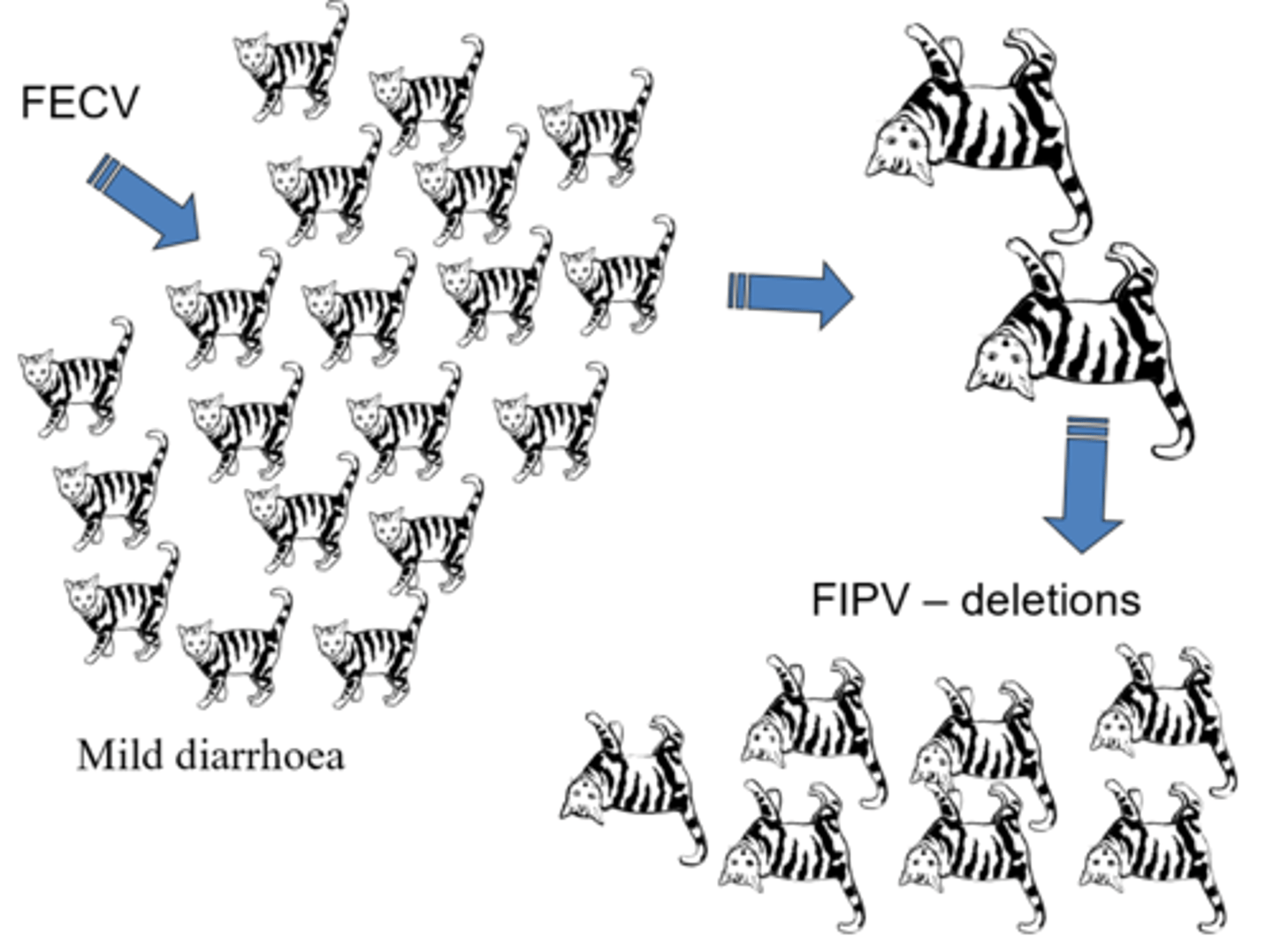 <p>2 Biotypes:</p><p>-Feline enteric coronaviruses (FECoV): causes intestinal disease (mild)</p><p>-Feline infectious peritonitis virus (FIPV): causes fatal polyserositis</p><p>Key example of mutations effect on pathogenesis as the mild version can mutate into the severe fatal form</p>