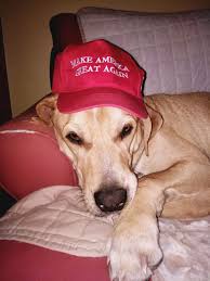 <p><span style="font-family: &quot;Times New Roman&quot;, &quot;serif&quot;">Beyond its physical appearance, the </span><span style="font-family: Arial, &quot;sans-serif&quot;">Free Trump MAGA Hat<strong> </strong></span><span style="font-family: &quot;Times New Roman&quot;, &quot;serif&quot;">has evolved into a symbol of the broader MAGA movement in US politics, representing a specific vision for America's future and values. For supporters, wearing the hat signifies alignment with Trump's policies, from immigration reform to economic nationalism, while also serving as a declaration of political identity in an increasingly polarized landscape.</span></p><p class="MsoNormal"></p><p class="MsoNormal"><span style="font-family: &quot;Times New Roman&quot;, &quot;serif&quot;"><strong>&nbsp;</strong></span></p><p class="MsoNormal"><a target="_blank" rel="noopener noreferrer nofollow" class="link" href="https://www.zen-fluff-sleep-pillow.com/product/free-trump-maga-hat/" data-prevent-progress="true"><span style="font-family: &quot;MS Gothic&quot;"><strong>&lt;&lt;&lt; Click Here To </strong></span><span><u>Free Trump MAGA Hat</u></span><span style="font-family: &quot;MS Gothic&quot;"><strong>From Official Website Now &gt;&gt;&gt;</strong></span></a></p>