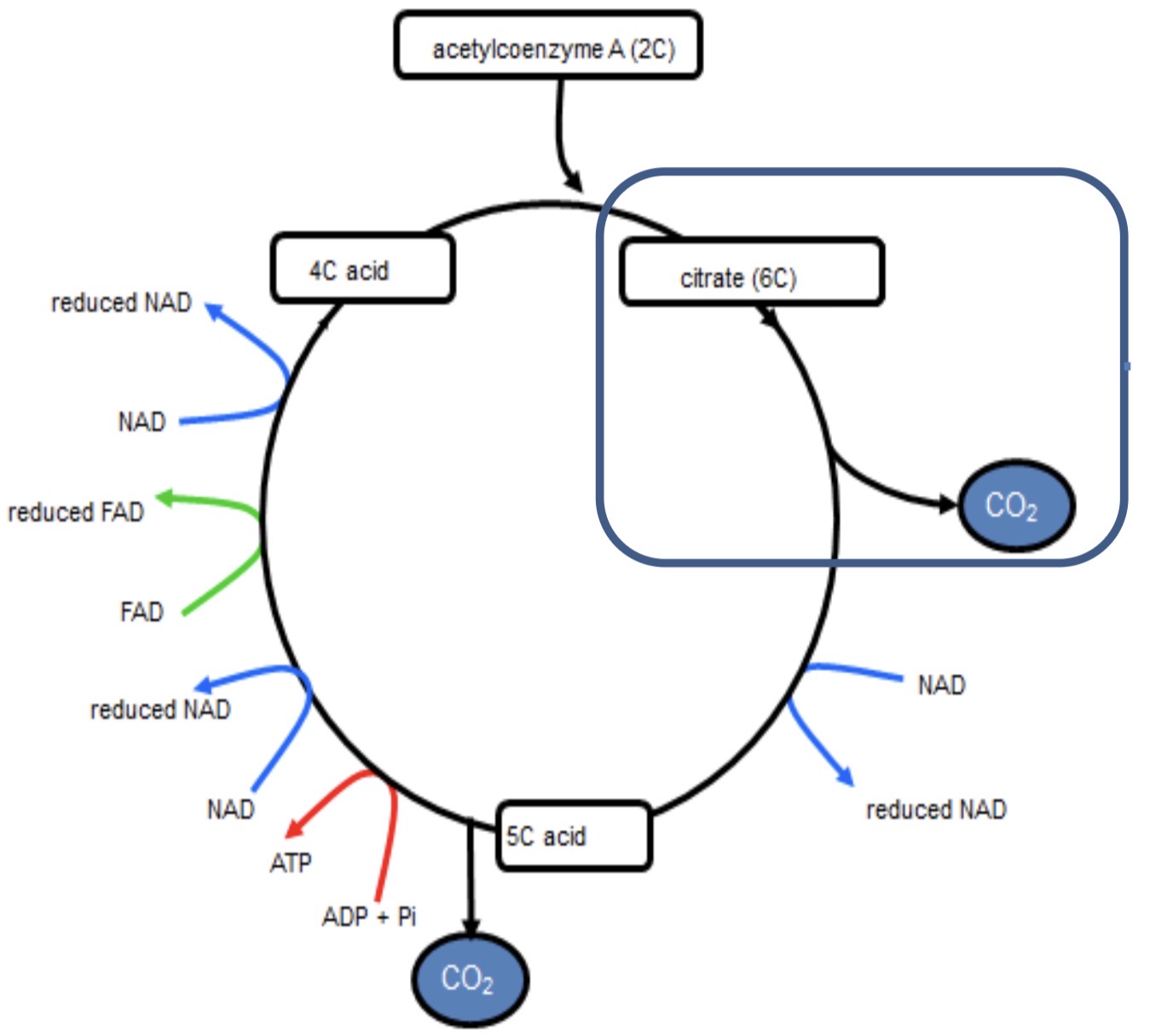 <p><strong><mark data-color="green" style="background-color: green; color: inherit">KREBS CYCLE- 2</mark></strong></p>