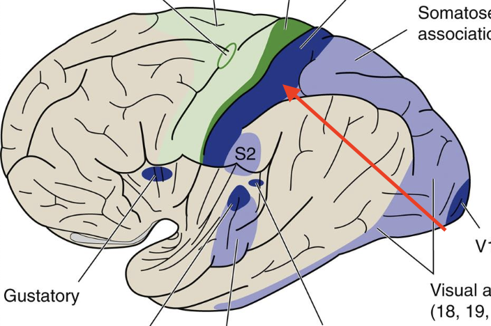 <p>Broadmann’s area 3, 1, 2; contralateral body sensation response</p>