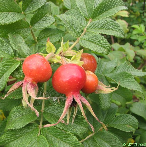 <p><span><em>Rosa rugosa</em></span></p>