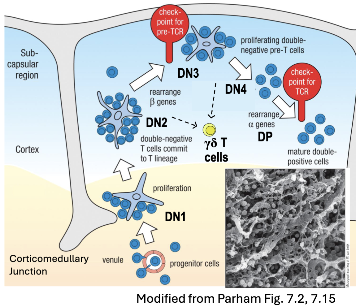 <ul><li><p><strong><span>DN1</span></strong><span> (c-kit++ CD44+ CD25-): move from corticomedullary junction towards outer cortex&nbsp; (C44+ surface= interactions with TEC)</span></p></li><li><p><span>interactions with stromal thymic epithelial cells (</span><strong><span>TEC</span></strong><span>)</span></p><ul><li><p><strong><span>IL-7 </span></strong><span>→ survival, proliferation</span></p></li><li><p><strong><span>Notch</span></strong><span> signaling → T cell commitment</span></p></li></ul></li><li><p><strong><span>DN2</span></strong><span> (c-kit++CD44+CD25+): simultaneous </span><strong><span>rearrangements</span></strong><span> of&nbsp;TCRβ𝛄δ</span></p></li><li><p><strong><span>DN3</span></strong><span> (c-kit+CD44-CD25+): </span><strong><span>preTCR</span></strong><span> expressed → β-</span><strong><span>selection</span></strong></p></li><li><p><strong><span>DN4</span></strong><span> (Ckit-CD44-CD25-): proliferation; allelic exclusion of β-chain; 𝛾-chain silencing</span></p></li><li><p><strong><span>DP</span></strong><span> (CD4+CD8+): ⍺-chain rearrangement and TCR𝜶β expression →</span><strong><span> positive selection</span></strong></p></li></ul><p></p>
