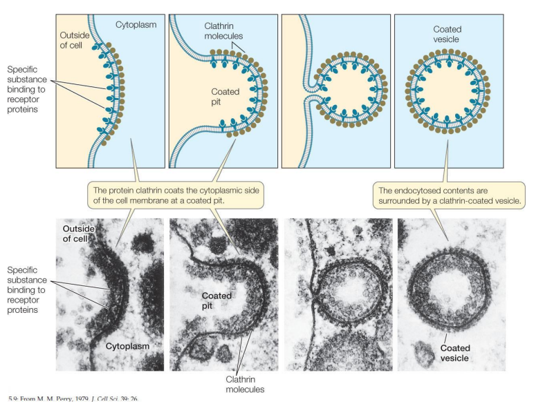 <ul><li><p>nejlépe popsané<strong>l</strong></p></li><li><p>Pučí z Golgiho aparátu v rámci sekreční dráhy a z plazmatické membrány na počátku endocytické dráhy</p></li><li><p>Hlavní plášťový protein – klathrin</p></li><li><p>Molekuly klathrinu se na cytosolové straně membrány skládají do sítě</p></li><li><p>Membránu tak nutí k zaškrcení do podoby váčku</p></li><li><p>Klathrinové váčky pučící z vnitřního povrchu plazmatické membrány kožních buněk</p></li><li><p>Vazbu klathrinu k membráně zajišťují adaptiny</p></li><li><p>Malý GTP-vázající protein dynamin se obtáčí kolem vchlípeného váčku</p></li><li><p>Hydrolýzou GTP se dynamin utáhne a odškrtí váček od membrány</p></li></ul><p></p>