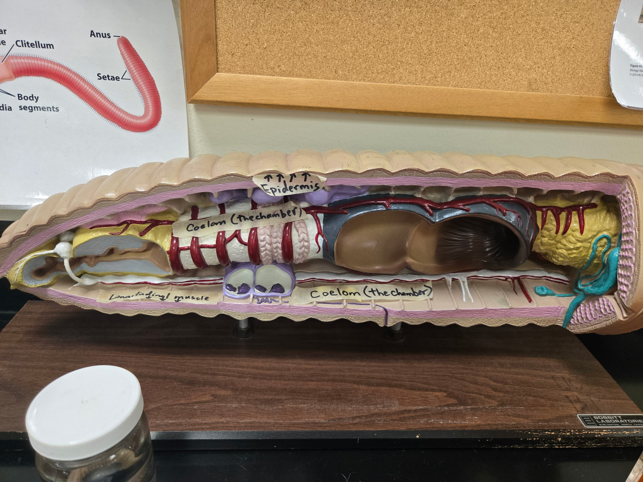 <p>Muscle beneath the circular layer of a worm with a longitudinal arrangement.</p>