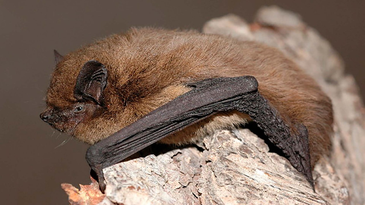 <p><em>Pipistrellus nathusii </em></p>