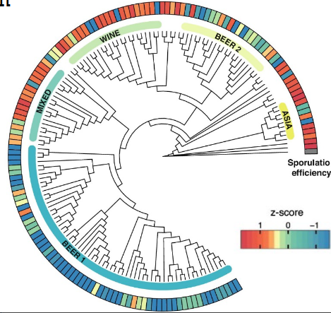 <p><span style="color: #NaNNaNNaN">Diversity of sporulation efficiency in</span><span style="color: #NaNNaNNaN"><br></span><span style="color: #NaNNaNNaN">industrial S. cerevisiae strains</span></p>