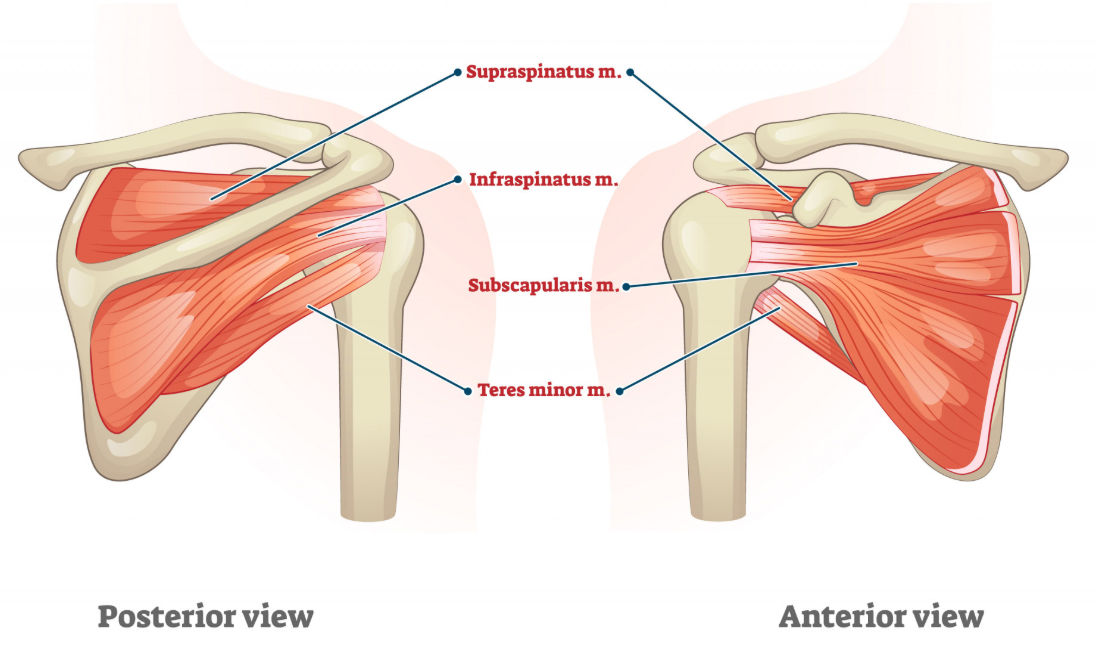 <p><span>Shoulders Rotators</span></p>