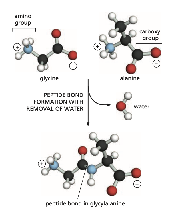 The following is an example of a ______ reaction.