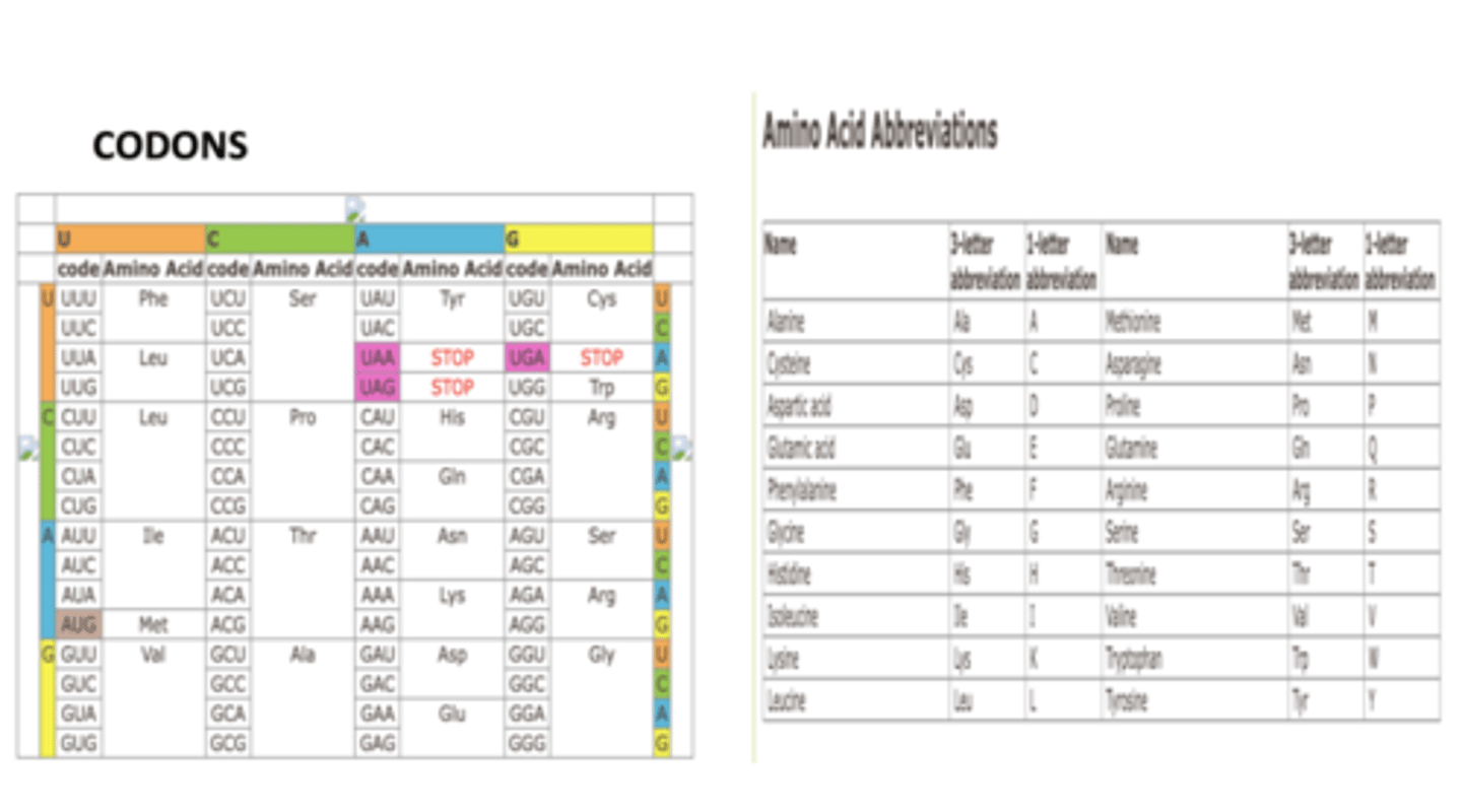 <p>What is the next amino acid added to the growing polypeptide chain (the growing polypeptide is attached to the tRNA in the P site)?</p>