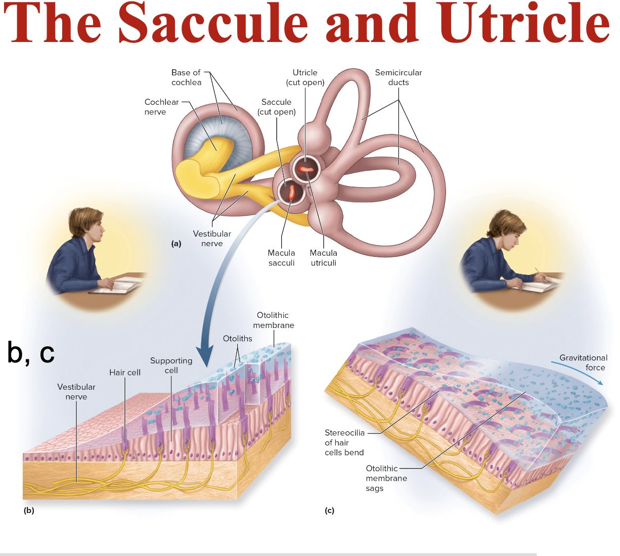 <ul><li><p><span style="color: rgb(192, 0, 0);"> </span><span>Saccule is <strong>vertical</strong>, utricle is <strong>horizontal</strong></span></p></li><li><p><span style="color: rgb(192, 0, 0);"> </span><span>Each hair cell of a macula has a <strong>kinocilium </strong>embedded</span></p></li></ul><p><span>in the <strong>otolithic membrane </strong>(<strong>Otoliths </strong>= Calcium stones)</span></p><p></p>