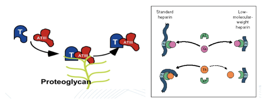 <p><strong>Heparin</strong>: Binder antitrombin-III och accelererar dess effekt (inhiberar trombin och faktor 10). Kort halveringstid med snabb effekt. Ges vid tex hjärtoperation och lungemboli. Finns i ofraktionerat eller fraktionerad form. </p><p><strong>Fondaparinux</strong>: Ges också IV men har längre halveringstid. Syntetisk pentasackarid som inhiberar faktor X. Lång halveringstid, ges subkutant dagligen. Vanligt vid AKS.</p>