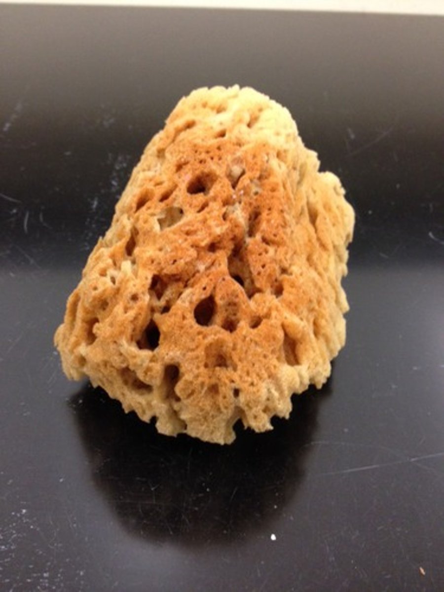 <p>Desmospongiae</p>