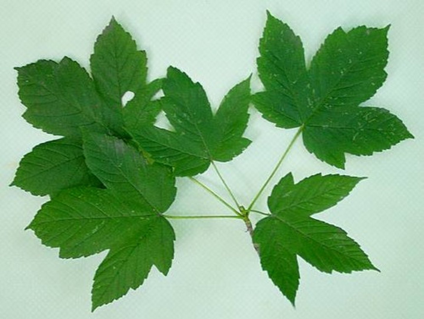 knowt flashcard image