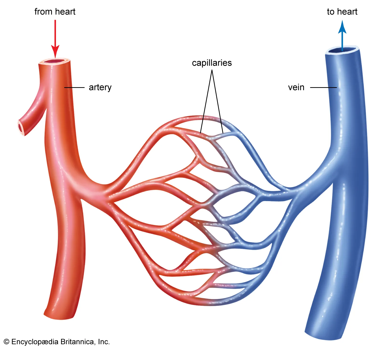 <p><strong>Capillaries</strong> are small blood vessels that connect arteries to veins.</p><p>Capillaries have a <u>narrow lumen</u> (small lumen diameter) just wide enough for one red blood cell to pass through at a time. This allows gases to diffuse through and reach the RBC faster.</p><p>Capillaries are <u>highly branched</u> to have a larger surface area for more diffusion to occur at the same time.</p><p>Capillaries have very <u>thin walls</u>, typically one cell thick, that allows for rapid exchange of materials by diffusion.</p><p>Some capillaries have <u>fenestrations</u> (pores) that allow larger molecules to pass through them.</p>