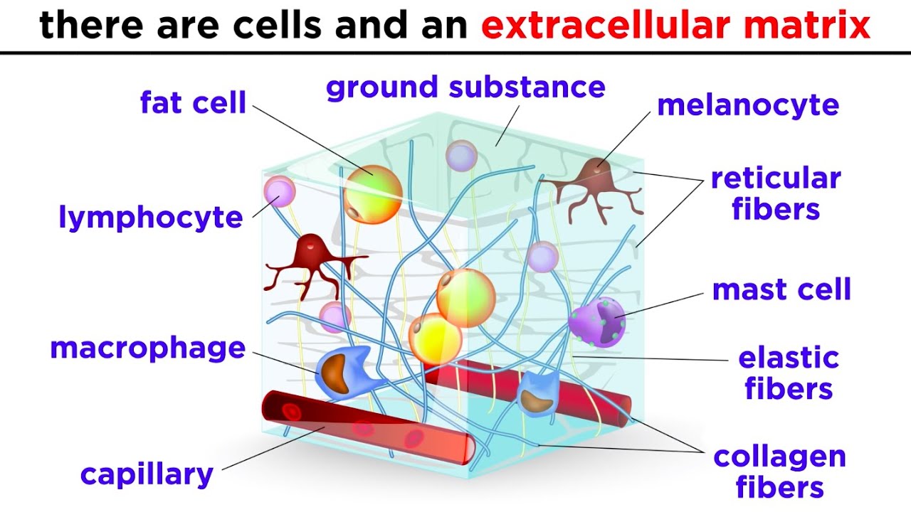 <p>Three main components of connective tissue: </p>