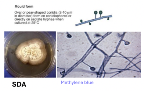 <p>Septate hyphae with single conidia </p><p>Culture on SDA - methyl blue&nbsp;</p>