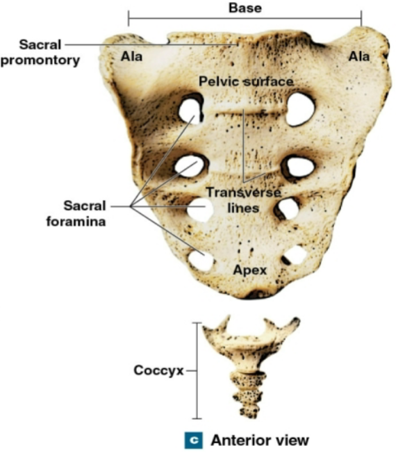 <p>What view of the Sacrum + Coccyx is this?</p>