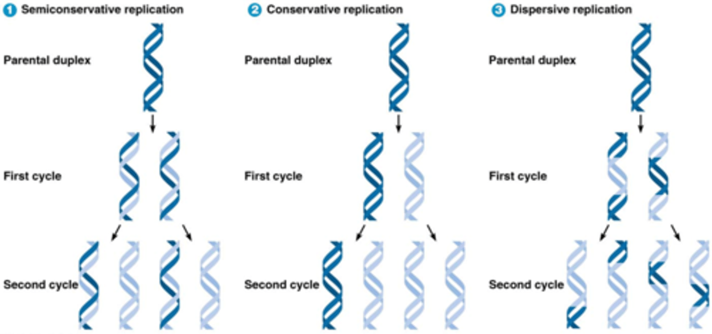 <p>semi-conservatief is juist bij DNA-replicatie!</p>